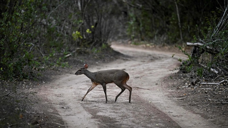 Brown brocket (Mazama gouazoubira), El Impenetrable National Park, Chaco province, Argentina